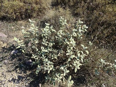 Phlomis fruticosa, photographed by Grzegorz Grzejszczak