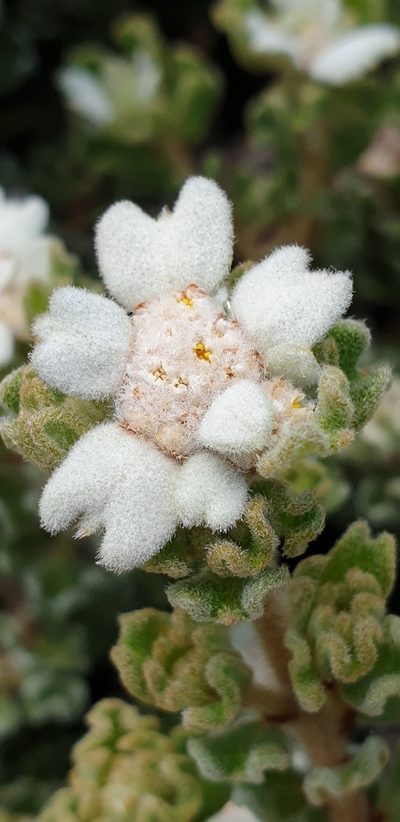 Spyridium halmaturinum, photographed by Andrew Thornhill