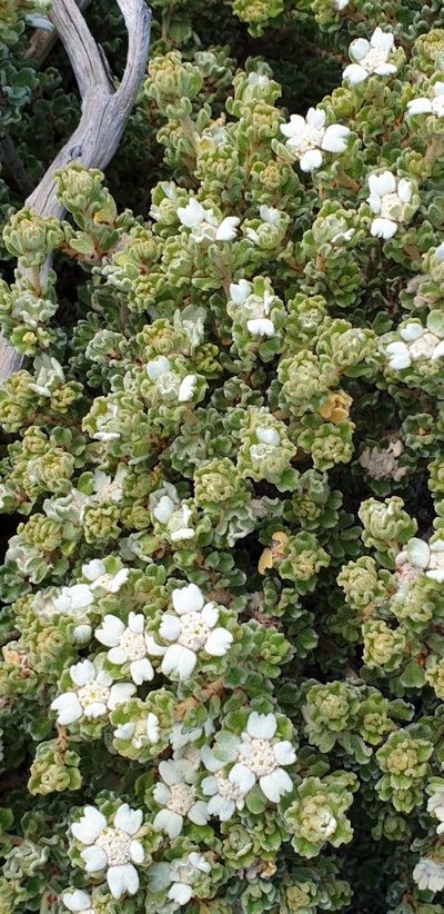 Spyridium halmaturinum, photographed by Andrew Thornhill