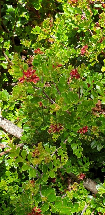 Dodonaea humilis, photographed by Andrew Thornhill