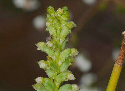 Microtis parviflora, photographed by Rolf Lawrenz