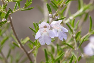 Prostanthera behriana, photographed by Rolf Lawrenz