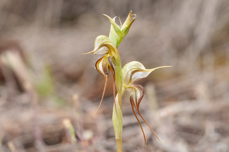 Pterostylis arenicola, photographed by Rolf Lawrenz