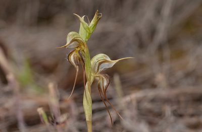 Pterostylis arenicola, photographed by Rolf Lawrenz