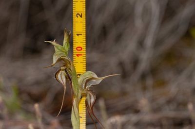 Pterostylis arenicola, photographed by Rolf Lawrenz