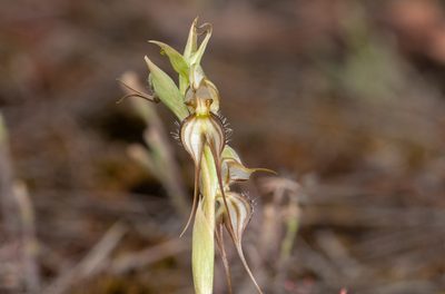 Pterostylis arenicola, photographed by Rolf Lawrenz