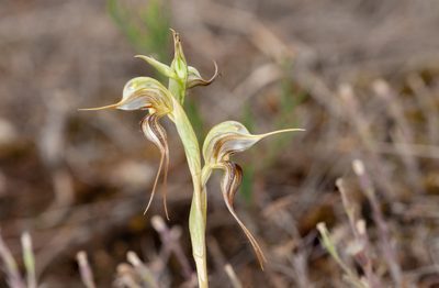 Pterostylis arenicola, photographed by Rolf Lawrenz
