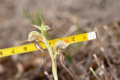Pterostylis arenicola, photographed by Rolf Lawrenz