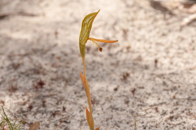 Pterostylis multisignata, photographed by Rolf Lawrenz