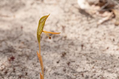 Pterostylis multisignata, photographed by Rolf Lawrenz