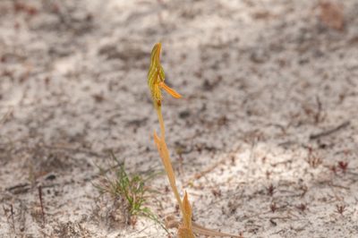 Pterostylis multisignata, photographed by Rolf Lawrenz