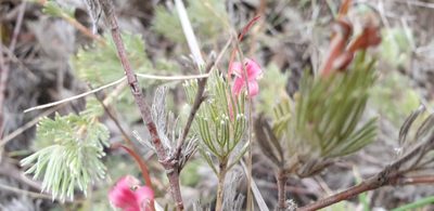 Adenanthos macropodianus, photographed by Andrew Thornhill