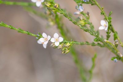 Cyanothamnus coerulescens, photographed by Rolf Lawrenz