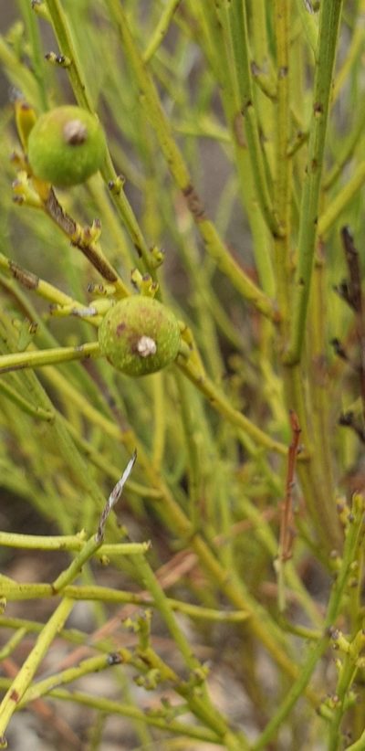 Choretrum glomeratum, photographed by Andrew Thornhill