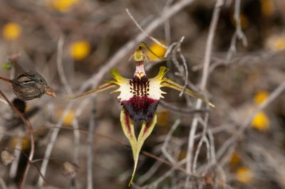 Caladenia stricta, photographed by Rolf Lawrenz