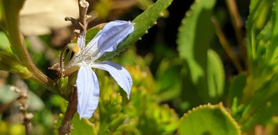 Scaevola angustata, photographed by Andrew Thornhill
