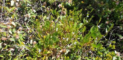 Scaevola angustata, photographed by Andrew Thornhill