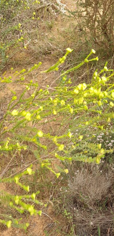 Pimelea flava, photographed by Andrew Thornhill