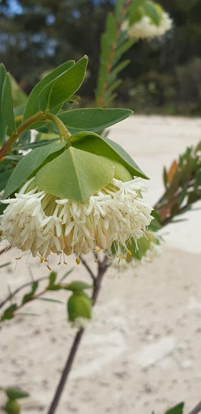 Pimelea macrostegia, photographed by Andrew Thornhill