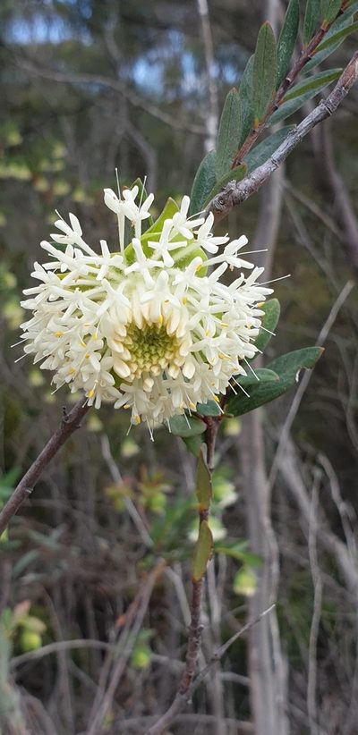 Pimelea macrostegia, photographed by Andrew Thornhill