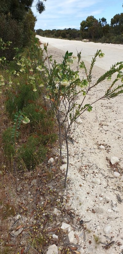 Pimelea macrostegia, photographed by Andrew Thornhill