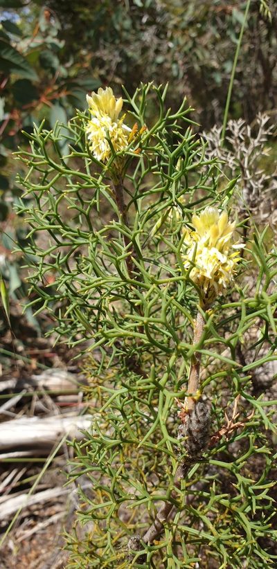 Petrophile multisecta, photographed by Andrew Thornhill