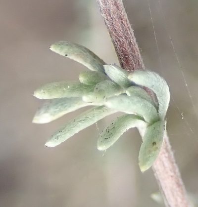 Eriocephalus tenuipes, photographed by Nicola van Berkel