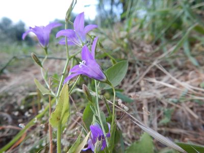 Campanula lusitanica, photographed by Duarte Frade