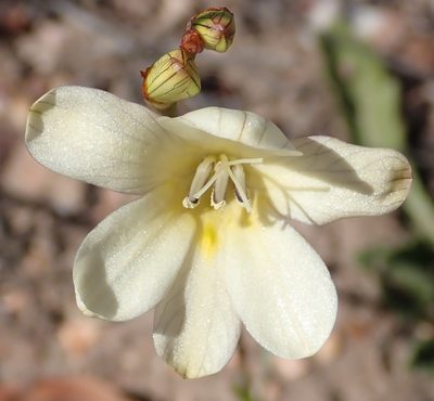 Tritonia gladiolaris, photographed by Nicola van Berkel