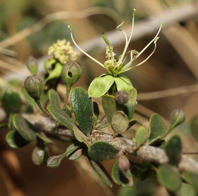 Maerua parvifolia, photographed by Alan Manson