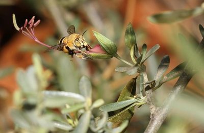 Cadaba termitaria, photographed by Alan Manson