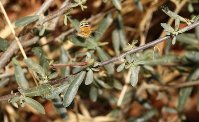Cadaba termitaria, photographed by Alan Manson