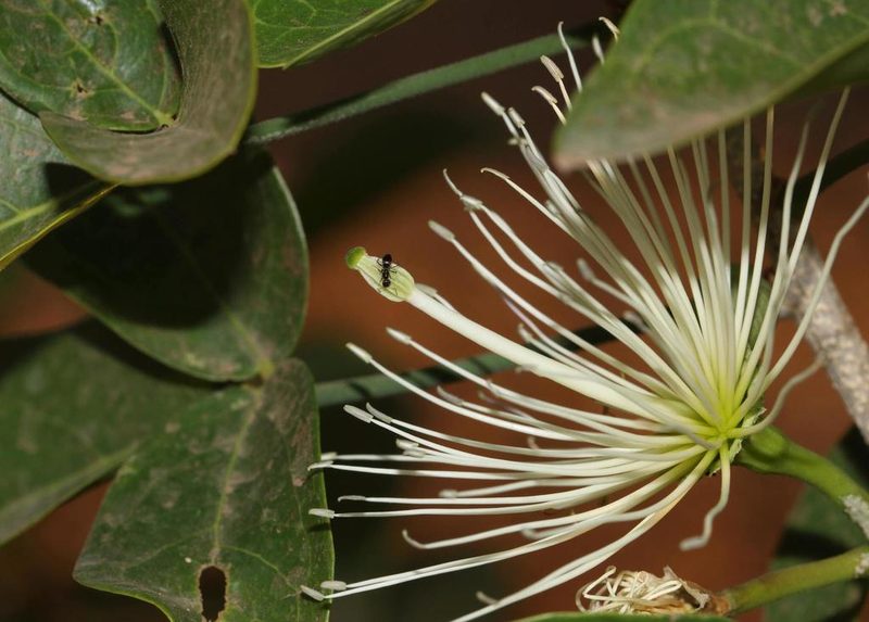 Thilachium africanum, photographed by Alan Manson