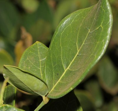 Thilachium africanum, photographed by Alan Manson
