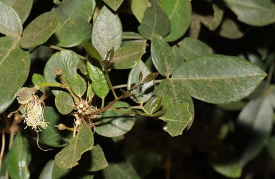 Thilachium africanum, photographed by Alan Manson