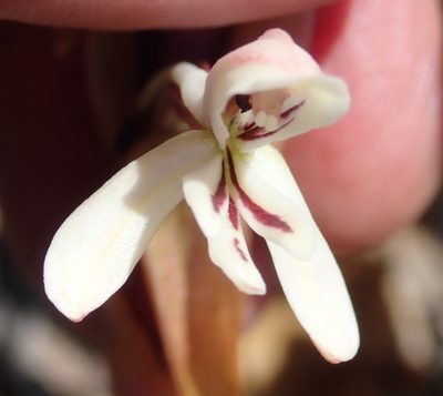 Satyrium longicolle, photographed by Nicola van Berkel