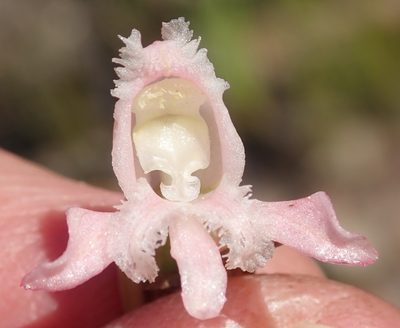 Satyrium membranaceum, photographed by Nicola van Berkel