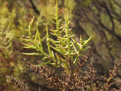 Allenrolfea vaginata, photographed by Guillermo Debandi