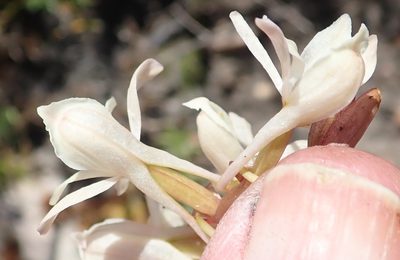 Satyrium pallens, photographed by Nicola van Berkel