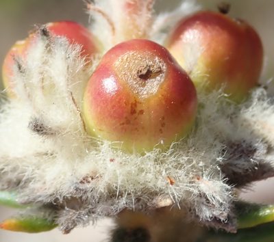 Phylica propinqua, photographed by Nicola van Berkel