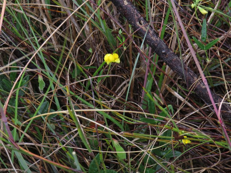 Rhynchosia capensis, photographed by Jeremy Gilmore