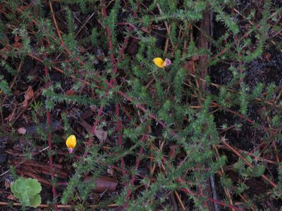 Aspalathus retroflexa, photographed by Jeremy Gilmore