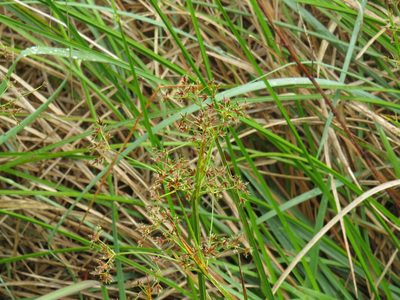 Cyperus denudatus, photographed by Jeremy Gilmore