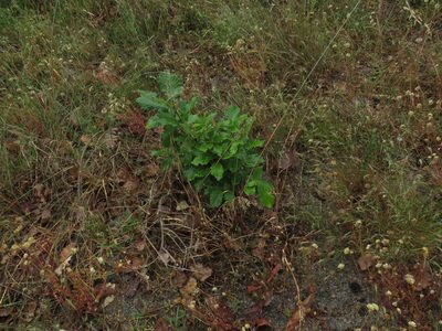 Quercus canariensis, photographed by Jeremy Gilmore