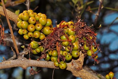 Globimetula mweroensis, photographed by i_c_riddell