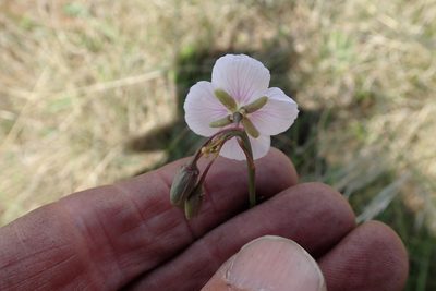 Heliophila rigidiuscula, photographed by Peter Warren