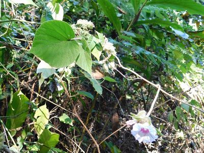Ipomoea involucrata, photographed by Klaus Wehrlin