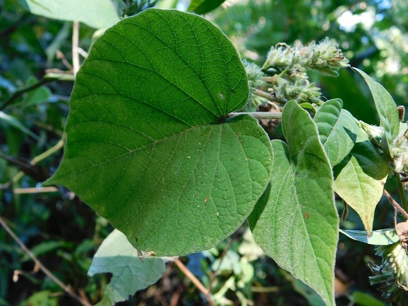 Ipomoea involucrata, photographed by Klaus Wehrlin