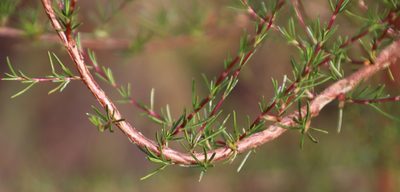 Cliffortia erectisepala, photographed by Tony Rebelo