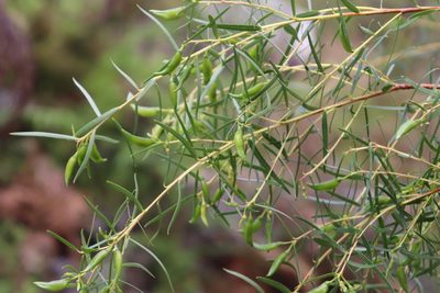 Empleurum unicapsulare, photographed by Tony Rebelo